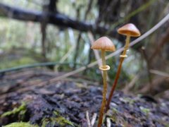 Conocybe filaris