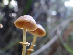 Conocybe filaris