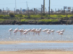 Phoenicopterus roseus