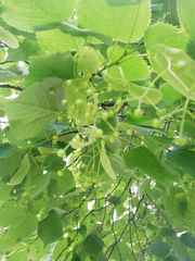 Tilia