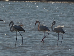 Phoenicopterus roseus