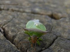 Cuspicona apothoracica