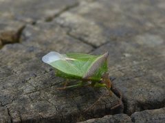 Cuspicona apothoracica