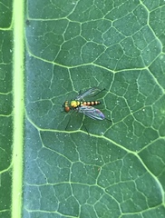 Condylostylus flavipes