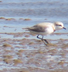 Charadrius pallidus pallidus