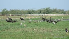 Plegadis falcinellus