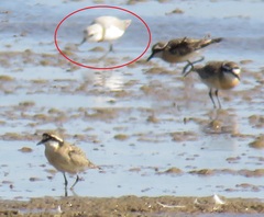 Charadrius pallidus pallidus