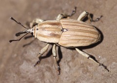 Sphenophorus aequalis