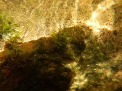 Fissidens fontanus