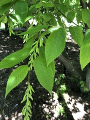 Carpinus caroliniana