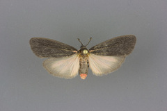 Hypoprepia inculta