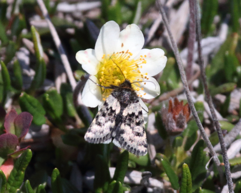 Sympistis lapponica