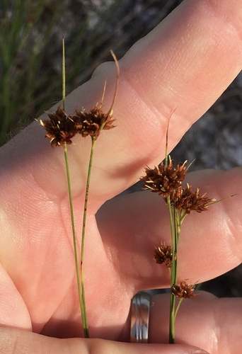 Fernald's beaksedge (Rhynchospora fernaldii)