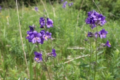 Polemonium caucasicum