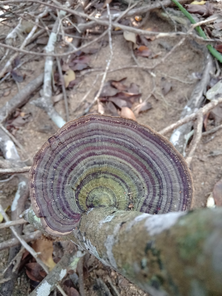 Hexagonia papyracea · July 2024 · photo: © siguisira (iNaturalist, cc0)