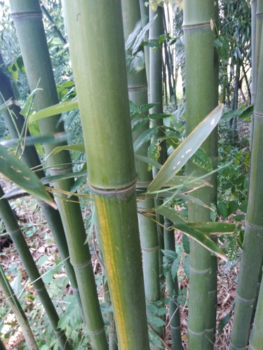 Phyllostachys aureosulcata
