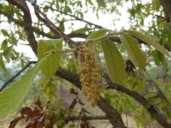 Quercus peduncularis