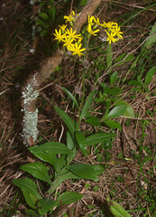 Senecio rufiglandulosus