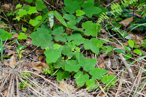 Rubus hatsushimae iNat (1)