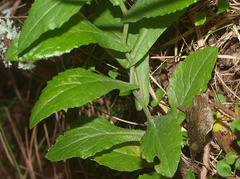 Senecio rufiglandulosus