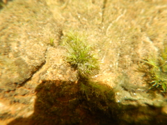 Fissidens fontanus