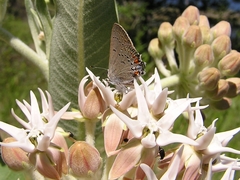 Satyrium californica