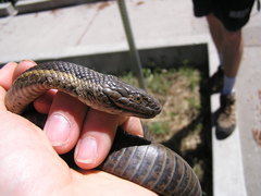 Thamnophis couchii
