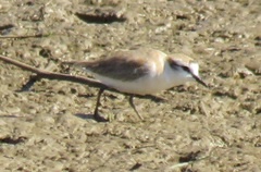 Charadrius marginatus mechowi