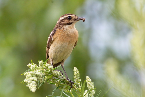 Tarabilla norteña (Saxicola rubetra)