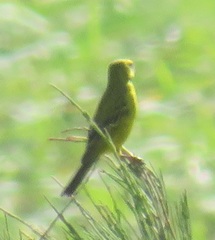 Crithagra sulphurata