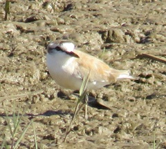Charadrius marginatus mechowi