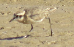 Charadrius marginatus mechowi