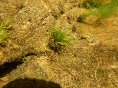 Fissidens fontanus