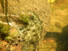 Fissidens fontanus