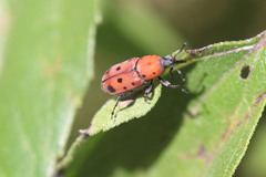 Rhodobaenus tredecimpunctatus