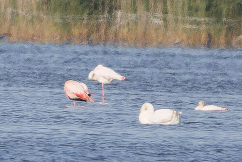Greater Flamingo, Dronten, Netherlands, photo 9 of 10