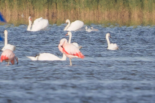 Chilean Flamingo, Dronten, Netherlands, photo 10 of 10