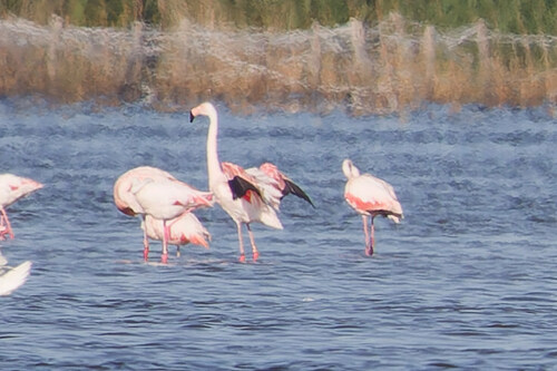 Greater Flamingo, Dronten, Netherlands, photo 10 of 10