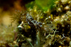 Spurilla neapolitana