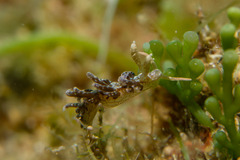 Spurilla neapolitana