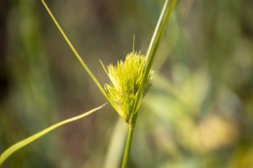 Carex bohemica iNat (3)