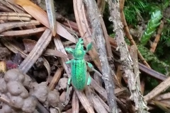 Phyllobius arborator