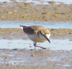 Charadrius marginatus mechowi