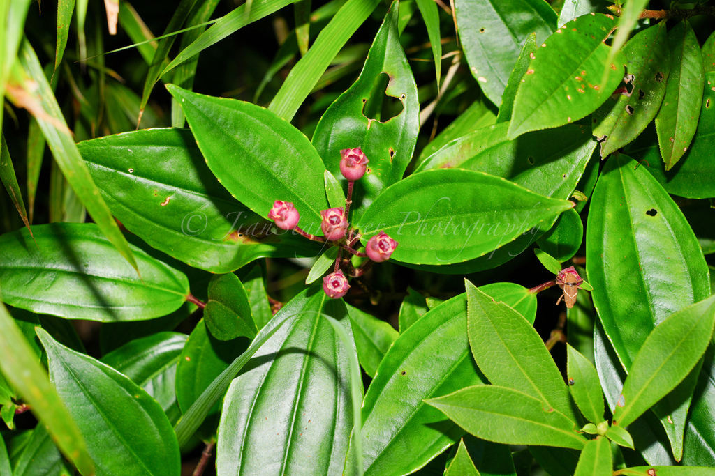 Tashiroea sinensis (Tashiroea sinensis)