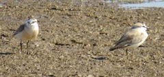 Charadrius marginatus mechowi