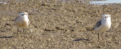 Charadrius marginatus mechowi