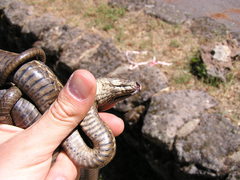Thamnophis couchii