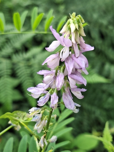 common milkpea