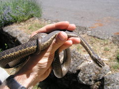 Thamnophis couchii