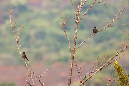 Square-tailed Bulbul (Hypsipetes ganeesa)